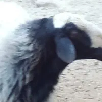 بره نر|حیوانات مزرعه|ماهدشت, |دیوار