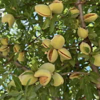 نهالستان پخش نهال سهند صنوبر و میوه