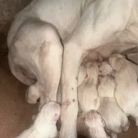 داگو ارژانتینو