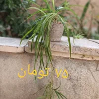 کادوی روز مادر|گل و گیاه طبیعی|شاهینشهر, شهرک ردانی پور|دیوار