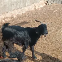 بز ابستن|حیوانات مزرعه|کازرون, |دیوار