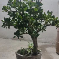 درختچه کراسولا گیاه یشم