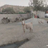 این دو عدد هم چاق هستند قیمت هیچده میلیون تمام