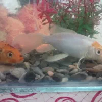 اکواریم کامل با ماهی ودستگاه|ماهی|میبد, |دیوار