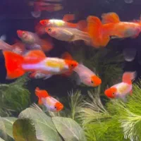 ماهی گوپی کالرزبرا فایتر میگو لجن خارتترا آکواریوم