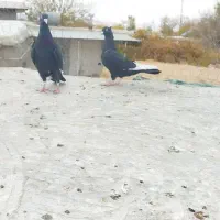 پرنده|پرنده|آبگرم, |دیوار