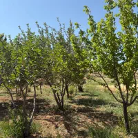 باغ-1000-متری-با-سهمیه-آب-بعد-از-سد-آغچه