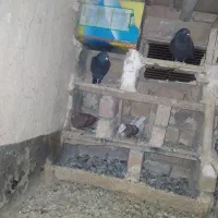 کفتر پلاکی شهرستانی ذاغ|پرنده|ملایر, |دیوار