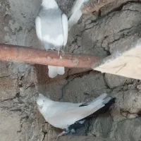 طوقی کاغتی کله ای تک سبز|پرنده|لالجین, |دیوار