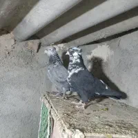 کبوتر کلاغ نواری|پرنده|گلبهار, شهر جدید گلبهار|دیوار