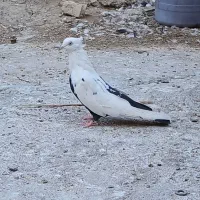 کبوتر|پرنده|شوشتر, |دیوار