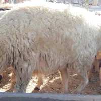 بره وقوچ و بزغاله وصابرین|حیوانات مزرعه|هندمینی, |دیوار