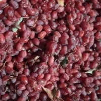 زرشک بیرجند سده|خوردنی و آشامیدنی|تربتحیدریه, فرمانداری|دیوار