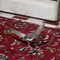 عروس هلندی سالم ودستی با قفسه چای غذا واب