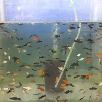 ماهی گوپی  مولی  پلاتی  سوراتل  میگو  حلزون کلر