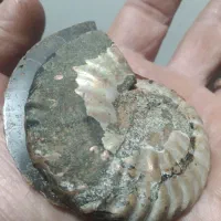 آمونیت ۶۵ میلیون ساله اصلی و به ضمانت