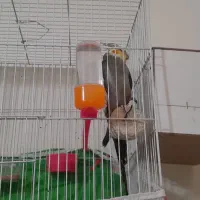 عروس هلندی جفت کارداده