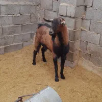 فروش چپش بره الپاین|حیوانات مزرعه|بافق, |دیوار