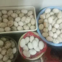 تخم اردک محلی نطفه دار ۳۰۰ عدد