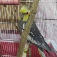 عروس هلندی|پرنده|بهبهان, |دیوار