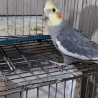 عروس هلندی یه جفت مولد با یه جوجه|پرنده|پاکدشت, پاکدشت (مامازند)|دیوار