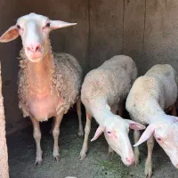 گوسفند لاکن آبستن چند قلو زا