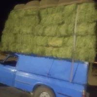 یونجه خشک کیفیت عالی