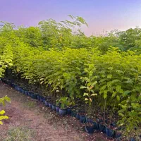 فروش گل و‌گیاه و مرکبات پیوندی|خدمات باغبانی و درختکاری|گتوند, |دیوار