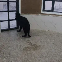 توله ژرمن بلک|سگ|ماهان, |دیوار