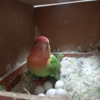 برزیلی ماده|پرنده|تاکستان, |دیوار