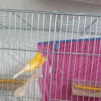 قناری معاوضه