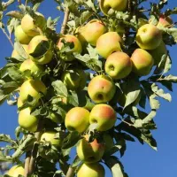 فروش زمین مسکونی