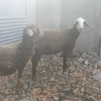 گوسفند شیشک. توقلی و بز بزغاله دار|حیوانات مزرعه|سیمین شهر, |دیوار