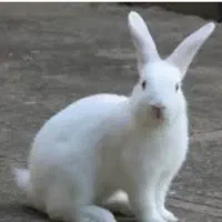 خرگوش سلامت