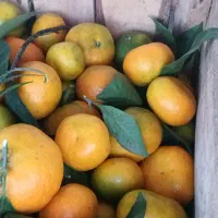 نارنگی انشو تازه چین برگی  و کیوی مربایی