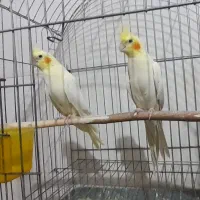 عروس هلندی جفت میبد