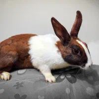 یک خرگوش ماده بالغ