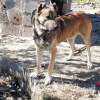 سگ سرابی|سگ|مرند, |دیوار