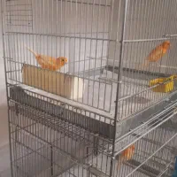 قناری نرو ماده تعداد هشت جفت