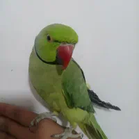 طوطی ملنگو نر