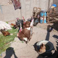 بقلمون نر|حیوانات مزرعه|حمیدیا, |دیوار