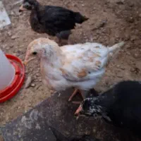 مرغ بالغ جوجه و نیمچه و خروس|حیوانات مزرعه|زاهدان, |دیوار