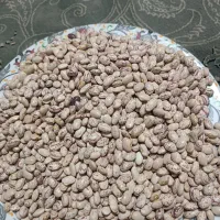 فروش لوبیا|خوردنی و آشامیدنی|خانمیرزا, |دیوار