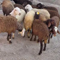 بره ماده افشار درجه یک