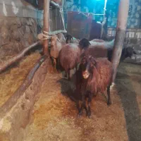 ۸عدد گوسفند جوان