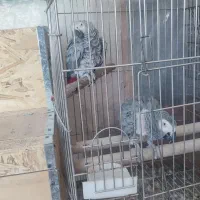 جفت کاسکو تازه جفت