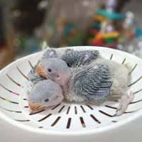 سرلاکی راهب شاه طوطی کوتوله گرینچیک عروس