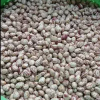 لوبیاچیتی 90روزه