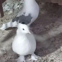 کفتر