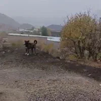 مژدگانی|حیوانات|معمولان, |دیوار